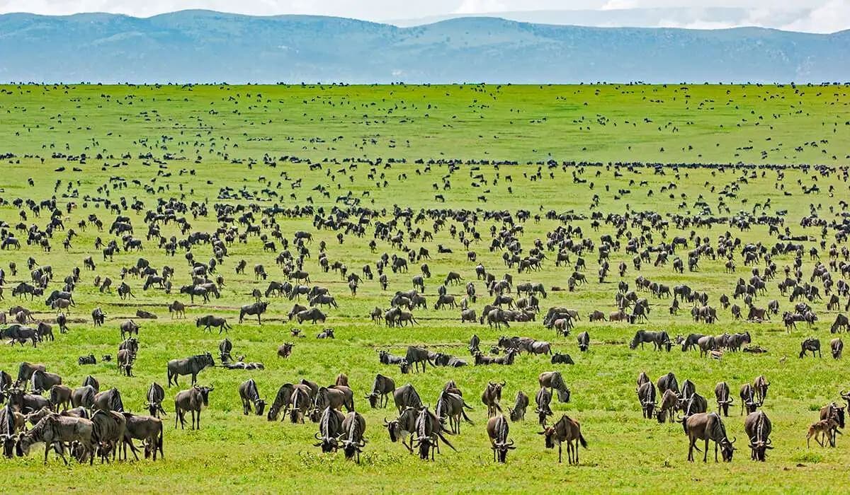 Serengeti National Park photo 1